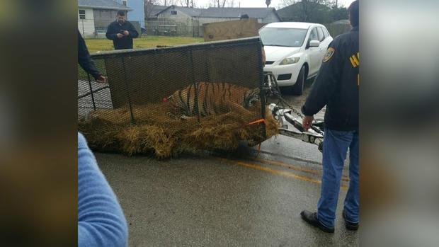 Tigresa asombra a intruso buscando sitio para fumar marihuana