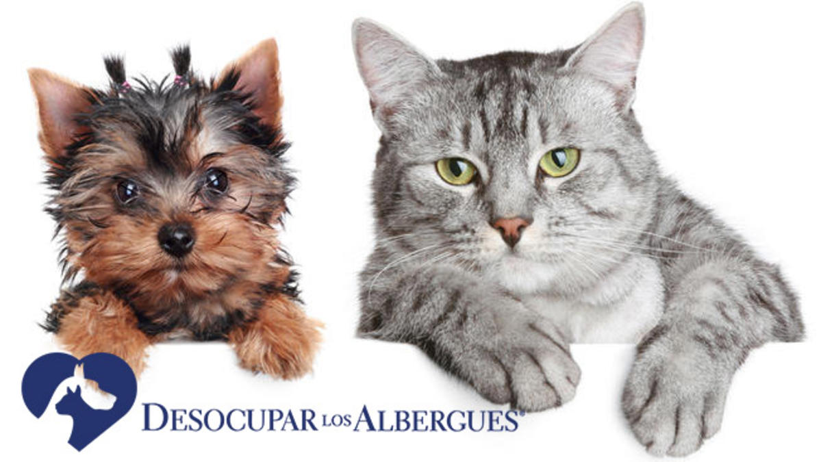 Desocupar los Albergues llega a su 5ta edición