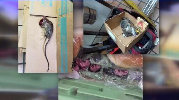 [TLMD - McAllen] Investigan infestación de ratas en Burger King en Harlingen