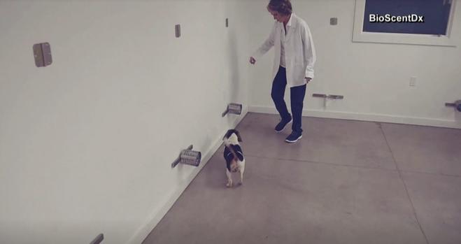 [TLMD - NATL] Perros se hacen expertos en detectar un tipo de cáncer