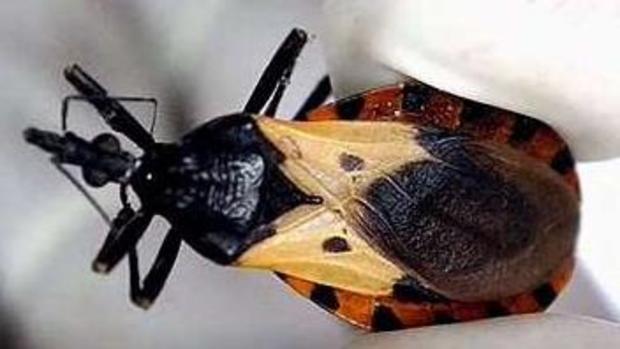 Peligrosa: qué es la “chinche besucona”