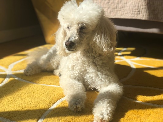 Good Dog recauda $ 6.7 millones para ayudarte a encontrar un cachorro