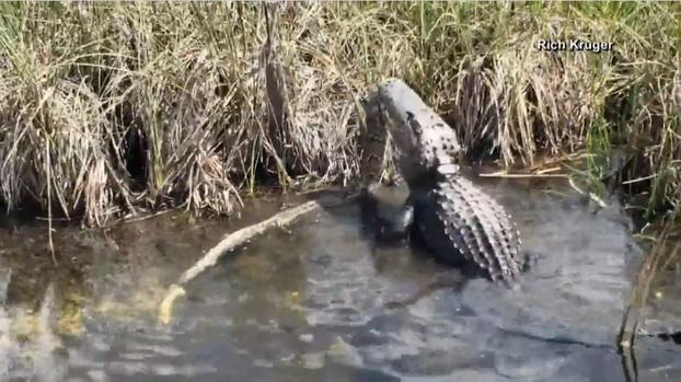 [TLMD - NATL] Pitón versus caimán: arriesgado turista graba quién ganó