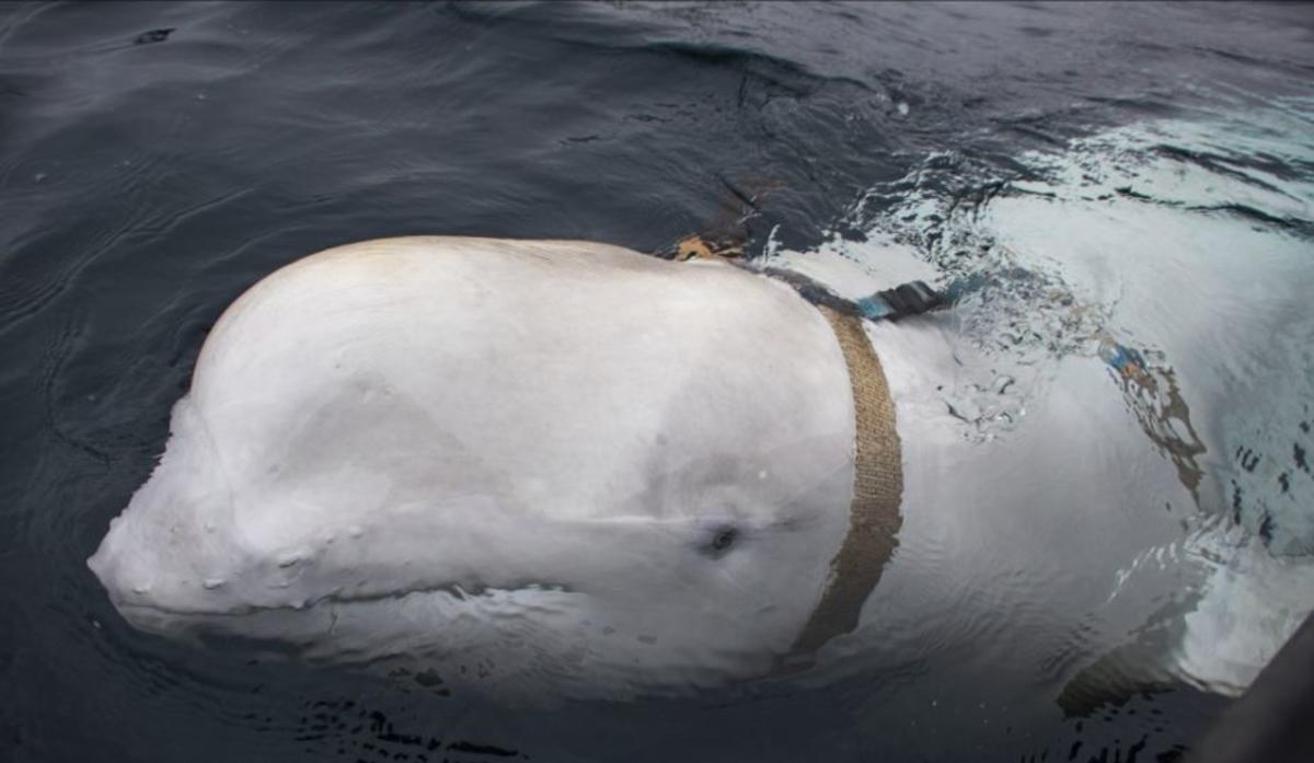 Misterio Hallan Ballena Con Correas En Su Cuerpo La Neta Neta