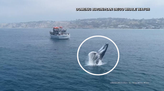 Ballena jorobada se roba el show con tierno jugueteo