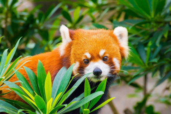 Mozilla agrega protección de minería de huellas dactilares y criptomonedas a Firefox