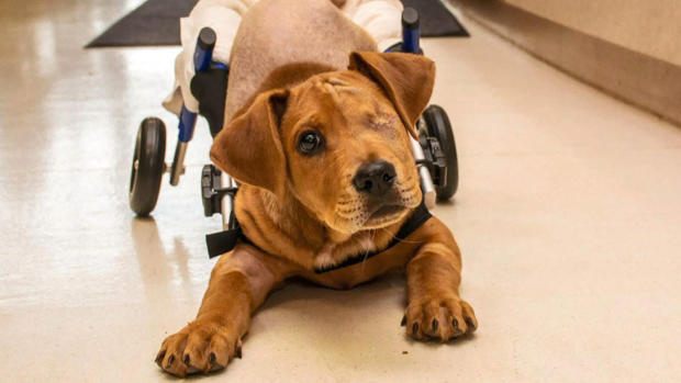 [TLMD - LV] Conmovedor video: perrito sobrevive ser arrollado por un tren