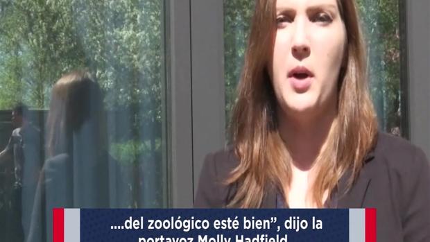 [TLMD - LV] Tigre ataca a cuidadora a plena vista del público