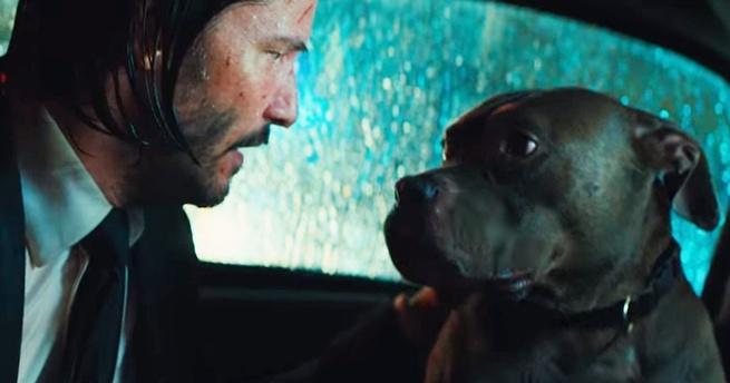 John Wick Maratón - Perro John Wick Maratón - Perro