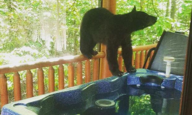 [TLMD - NATL] ¡Sorpresa!, hay un oso en el jacuzzi