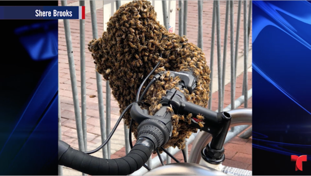 [TLMD - LV] Abejas "atacan": primero invadieron un cuarto y ahora...una bicicleta