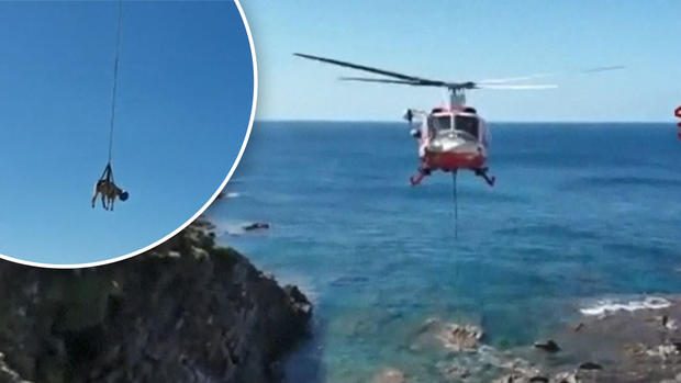 Vaca “voladora”: rescatan a torpe vaquita que cayó por un acantilado