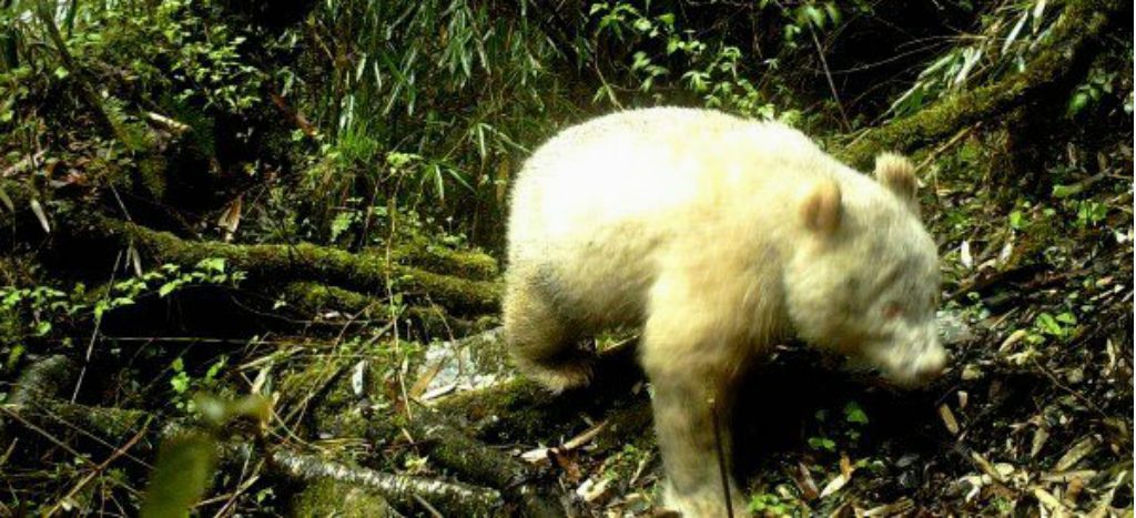 Captan al primer panda albino en China