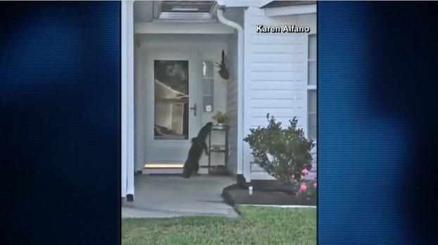 [TLMD - NATL] Caimán “educado” intenta anunciar su inesperada visita