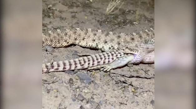 [AZ] Captado en video: gigantesca cascabel se devora una iguana en desierto de Arizona
