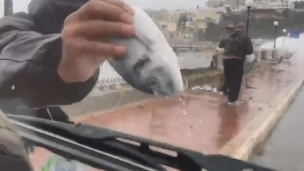 “Llueven” los peces en plena tormenta