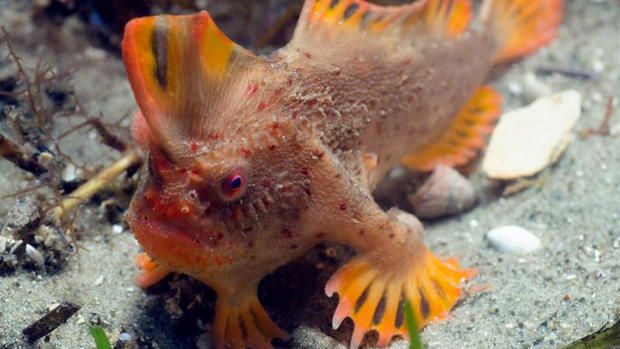 Descubren población de peces que “caminan”