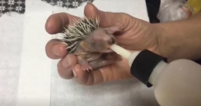 [TLMD - NATL] Cuidado te pinchas: viral rescate de los erizos huérfanos 