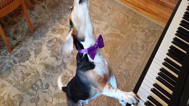 [TLMD - NATL] Viral: el perro que “toca el piano y canta”