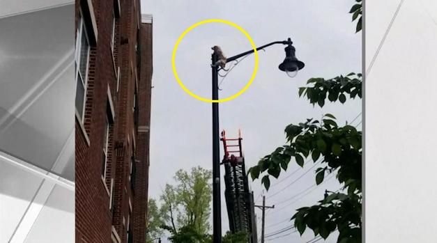 [TLMD - NATL] Perrita “milagro“ tras saltar de edificio y ensartarse en poste