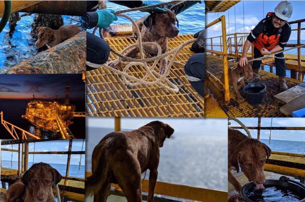 [TLMD - NATL] Mar adentro perrito nada hacia su insólito rescate