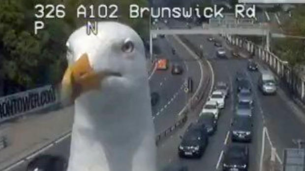 [TLMD - NATL] Viral: inesperado informe del tráfico con “gaviota reportera”