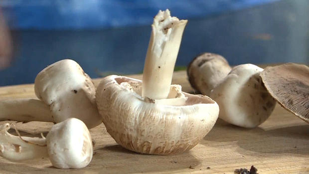 Hongo mortal hallado en donde no se lo esperaban