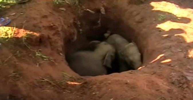 [TLMD - NATL] Giro inesperado en rescate de dos elefantitos