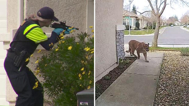 Neutralizan inmenso puma en un suburbio