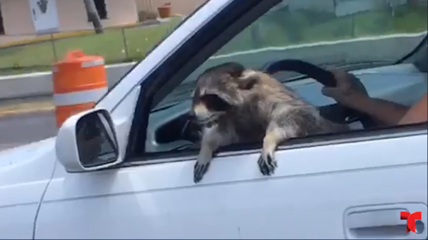 [TLMD - NATL] Viral: mapache que “se cree perro” y que se salvó de morir