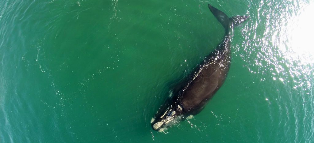 Japón reanudará caza comercial de ballenas en julio próximo