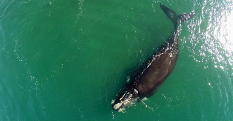 Japón reanudará caza comercial de ballenas en julio próximo