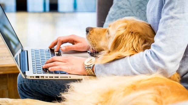 [TLMD - El Paso] Las compañías que reciben a tus mascotas en el trabajo