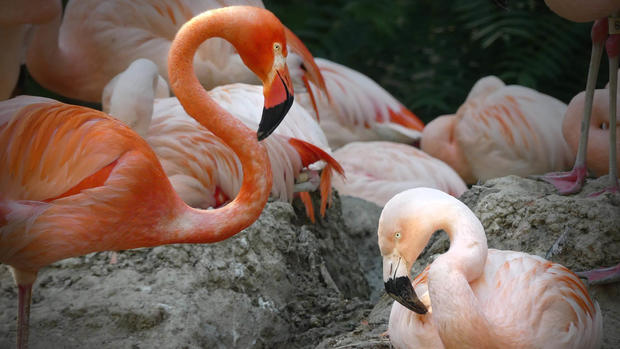 [TLMD - NATL] Lance Bass y Freddie Mercury: zoo de Denver celebra pareja de flamencos