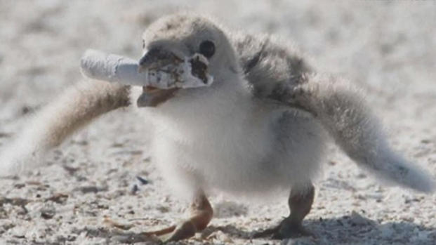 Peligro ambiental: pajarito es retratado en una playa con un cigarrillo en su boca