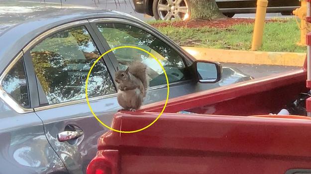 [TLMD - NATL] Insólito: Ardilla “ladrona” se roba de un auto algo inesperado