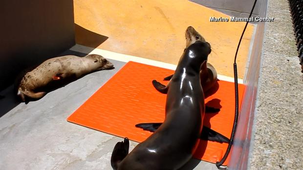 [TLMD - Bahia] Rescatan un león marino en medio de autopista de San Francisco