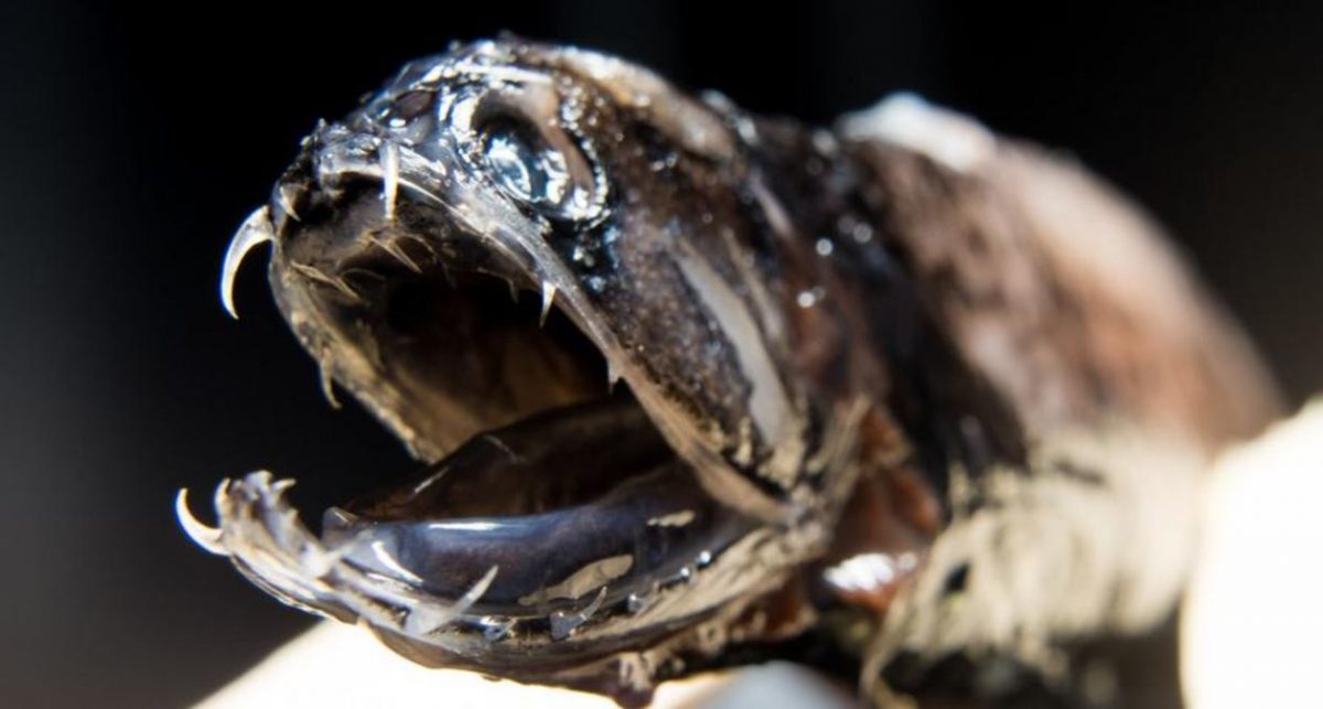 [TLMD - PHI] Misterioso pez sin rostro resurge 144 años después