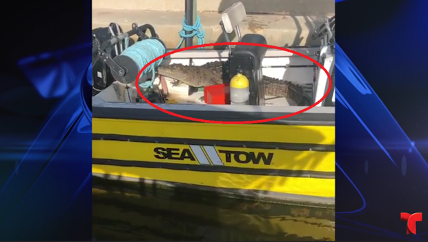 [TLMD - NATL] En un bote: caimán intruso toma decisión ante las cámaras