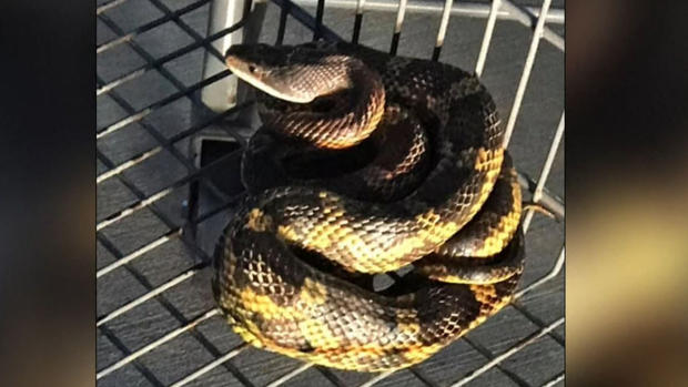 [TLMD - NATL] Aterrador: halla una serpiente enrollada en un carrito de Walmart