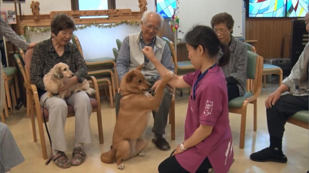 [TLMD - National] ¿Es mejor una mascota adoptada que una comprada?