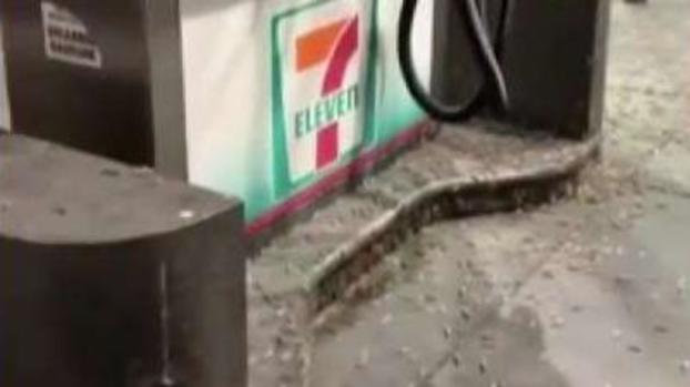 [TLMD - LV] Saltamontes "atacan" Las Vegas