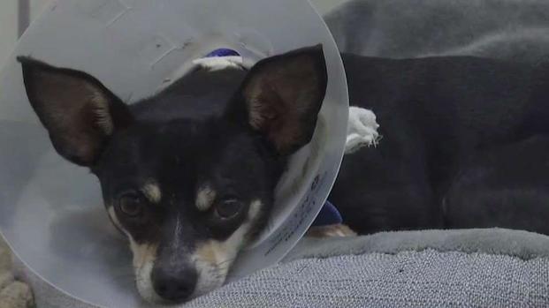 [TLMD - Dallas] Cuando la mascota no es lo que esperaba