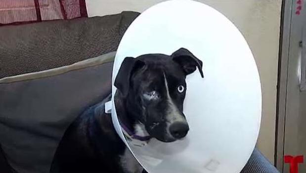 Perrita pierde un ojo a causa de la pirotecnia