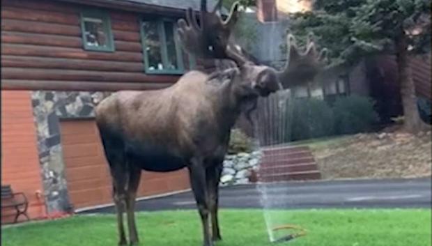 [TLMD - NATL] Duchazo viral: alce no aguanta el calor y se disfruta su chorrito