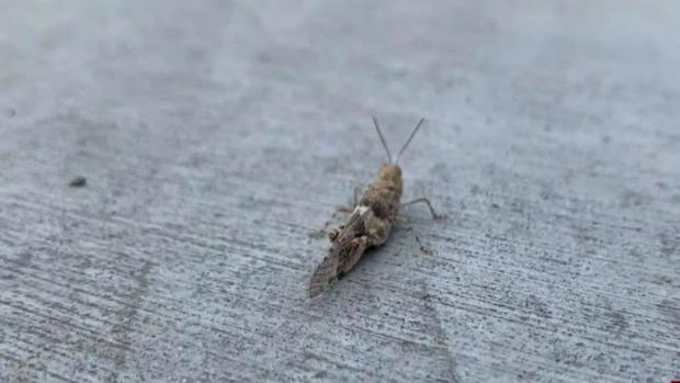 [TLMD - LV] Residentes de Las Vegas reaccionan ante "invasión" de saltamontes