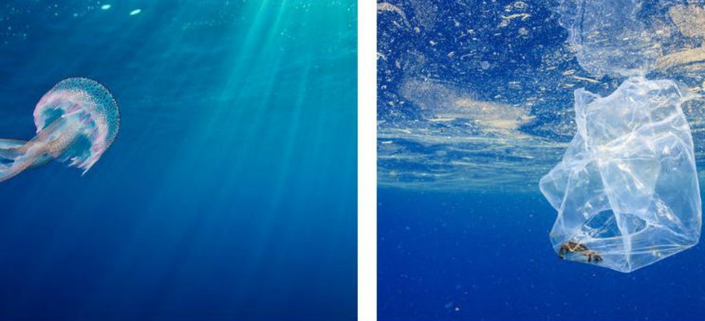 Más de la mitad de las tortugas en el mundo ingirieron plásticos: WWF