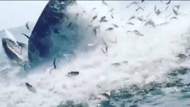 [TLMD - NATL] Gigantesca ballena se traga banco de peces de un solo bocado
