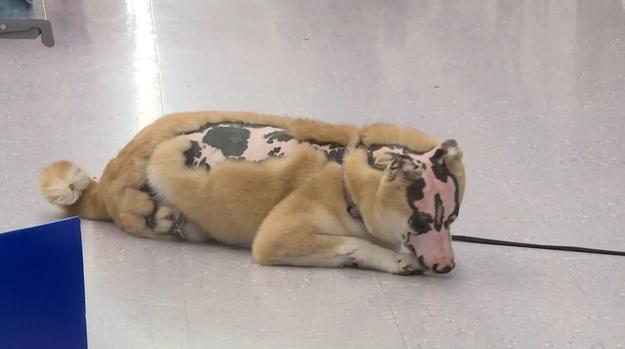 [TLMD - NATL]  Perro pasa de la tragedia a darnos una lección de vida