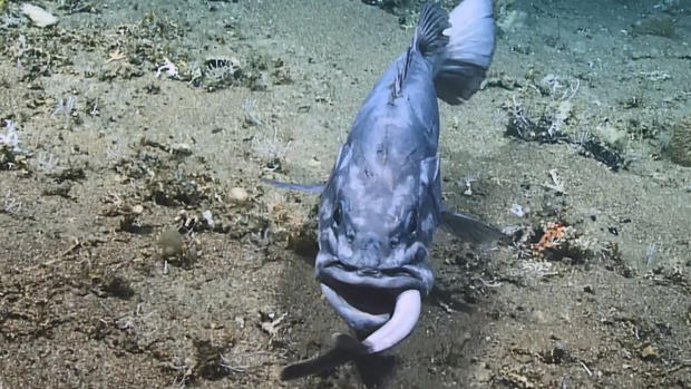 Enorme pez se traga a tiburón de un bocado